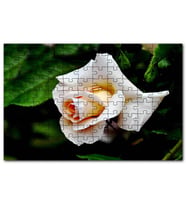 Cakapuzzle Sarı Beyaz Gül Yakın Çekim Puzzle Yapboz MDF (Ahşap) (120 Parça)