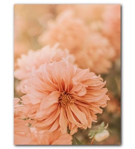 Cakatablo MDF (Ahşap) Tablo Soluk Pembe Renkli Çiçekler Yakın Çekim