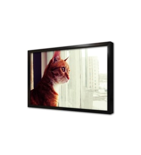 Sarı Kedi Çerçeveli Mdf Tablo
