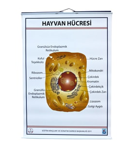 HAYVAN HÜCRESİ LEVHASI (70X100 CM)