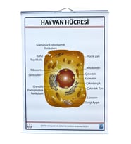 HAYVAN HÜCRESİ LEVHASI (70X100 CM)