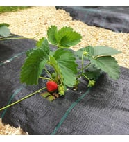1x10 metre SULZER KUMAŞ SERA TABAN ÖRTÜSÜ JÜT BLUEBERRY PEYZAJ UYGULAMA ÖRTÜSÜ MULCH NAYLONU ÇİLEK MALÇ