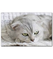 Cakatablo Bej British Shorthair Kedi MDF Tablo