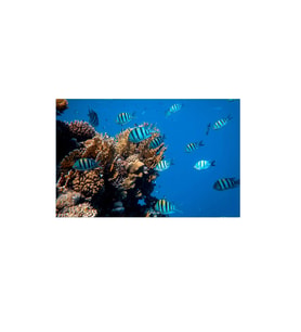 Kanki Pet KP704514 Akvaryum Arka Fon Yapıştırma 70 x 45 CM