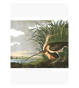 Uzun Gagalı Curlew - John James Audubon Tablo Ahşap Poster Dekoratif