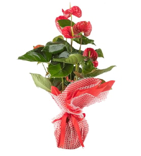 BUKET KAGIDINDA ANTORYUM TASARIM