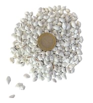 Nassa Shell Yerli Boyanmiş Kiloluk Deniz Kabuğu (1 KG