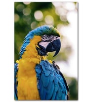 Cakatablo Sarı Mavi Macaw Papağanı MDF Tablo