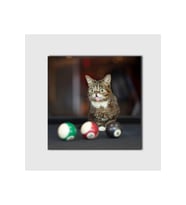 DBSanatevi Lil Bub Adlı Kedi Tablo 50 X 50 Cm