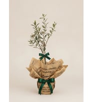 Buket Kağıtlı Saksıda Zeytin Ağacı Bonsai