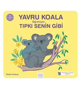Yavru Koala Öğreniyor Tıpkı Senin Gibi