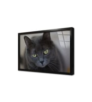 Kedi Çerçeveli Cam Tablo