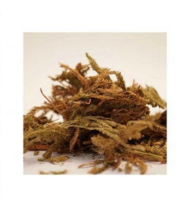 Kurt Pençesi 35 Gr, Lokman Aktar