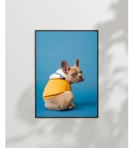 Mavi Fondaki Sarı Ceketli Köpek Poster