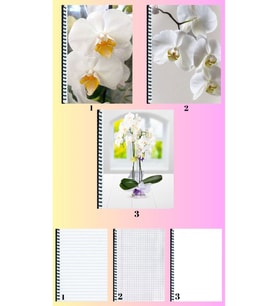 Orkide 3 adet defter A4 büyük boy çizgili_kareli_çizgisiz