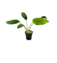 Canlı Bitki L020 Anubias barteri short and sharp