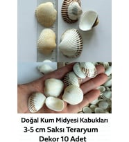 Doğal Kum Midyesi / 10 Adet / 3-5 cm/Deniz Kabugu Saksı Teraryum Dekor