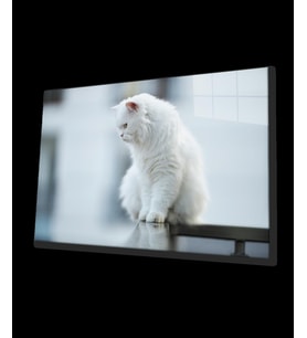 Beyaz Kedi Cam Tablo