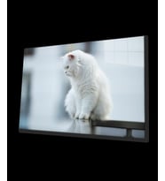 Beyaz Kedi Cam Tablo