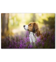 Cakatablo Kırlarda Cavalier Cinsi Köpek MDF Tablo
