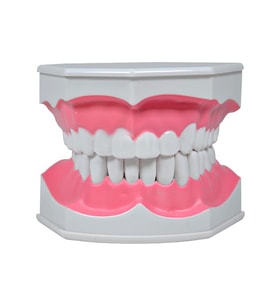 Temel Diş Modeli Fırçalı 12 cm