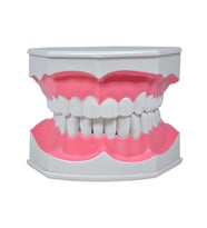Temel Diş Modeli Fırçalı 12 cm