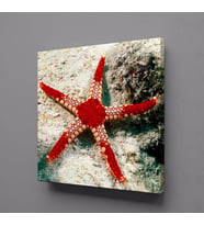 KIRMIZI DENİZ YILDIZI KANVAS TABLO 50x50cm (Karışık)