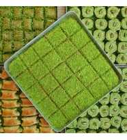 Bol Fıstık Kadayıf (tepsili)