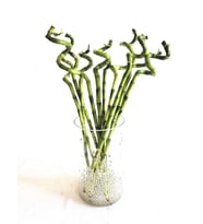 Dal Ithal Bambu Lucky Bamboo Şans Bambu 80 Cm 3 Adet Salon Ev Ofis Bitkisi