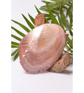 Sedef Taşı Tabak - Deniz Kabuğu - 13 cm