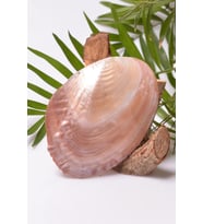 Sedef Taşı Tabak - Deniz Kabuğu - 13 cm