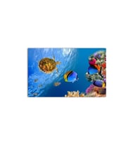 DBSanatevi Kaplumbağa Ve Balıklı Akvaryum Tablo 60 X 80 Cm