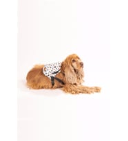 Köpek Sırt Çantası – Patili Model