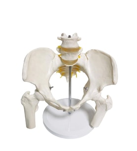Omurga Pelvis Maketi Model 24