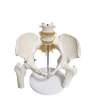 Omurga Pelvis Maketi Model 24