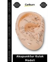 Özel Üretim Profesyonel Medikal Eğitim Anatomik Yapı Silikon Materyal Terapi Akupunktur Kulak Modeli
