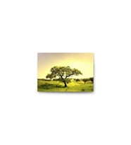 DBSanatevi Ağaçlar Tablo 40 X 35 Cm