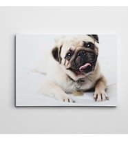 Sevimli Pug Kanvas Tablo