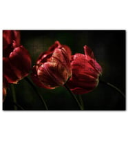 Cakapuzzle Kırmızı Gelincikler Karanlık Arkaplan Puzzle Yapboz MDF (Ahşap) (120 Parça)