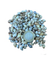 Nassa Shell Kiloluk Deniz Kabuğu 500 GR Yerli