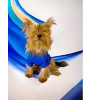 Superman Köpek Tişört Köpek Kıyafeti