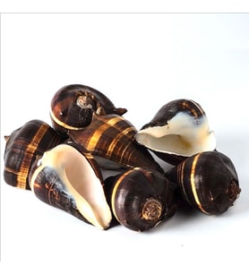 Fiber Conch