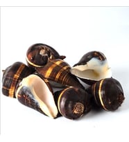 Fiber Conch