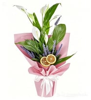 BUKET KAGIDINDA SPATİFİLYUM
