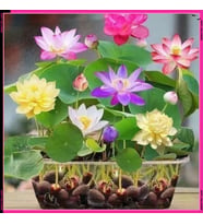 10 Adet Tohum Kutsal Lotus Çiçeği Sevgiliye Verilecek Yetiştirme Çiçekler