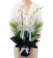 Premium Black & White Çift Dal Beyaz Orkide Cipsofilyalar ve Egzotik Yeşillikler