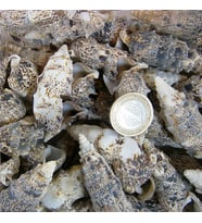 Cerıthıum Vulgatum Kiloluk Deniz Kabuğu (1 KG)