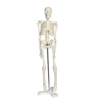 Tam İskelet Maketi 45 cm Model 4