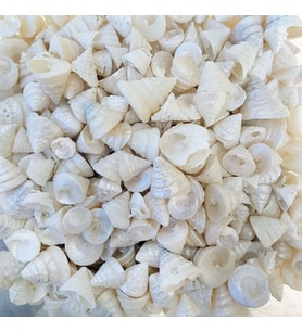 Tahtakale Toptancı Astrea Undosa Naturel Minik Boy Kiloluk Deniz Kabuğu (1 KG)