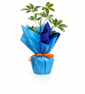 Mavi Buketli Polimer Saksıda Schefflera